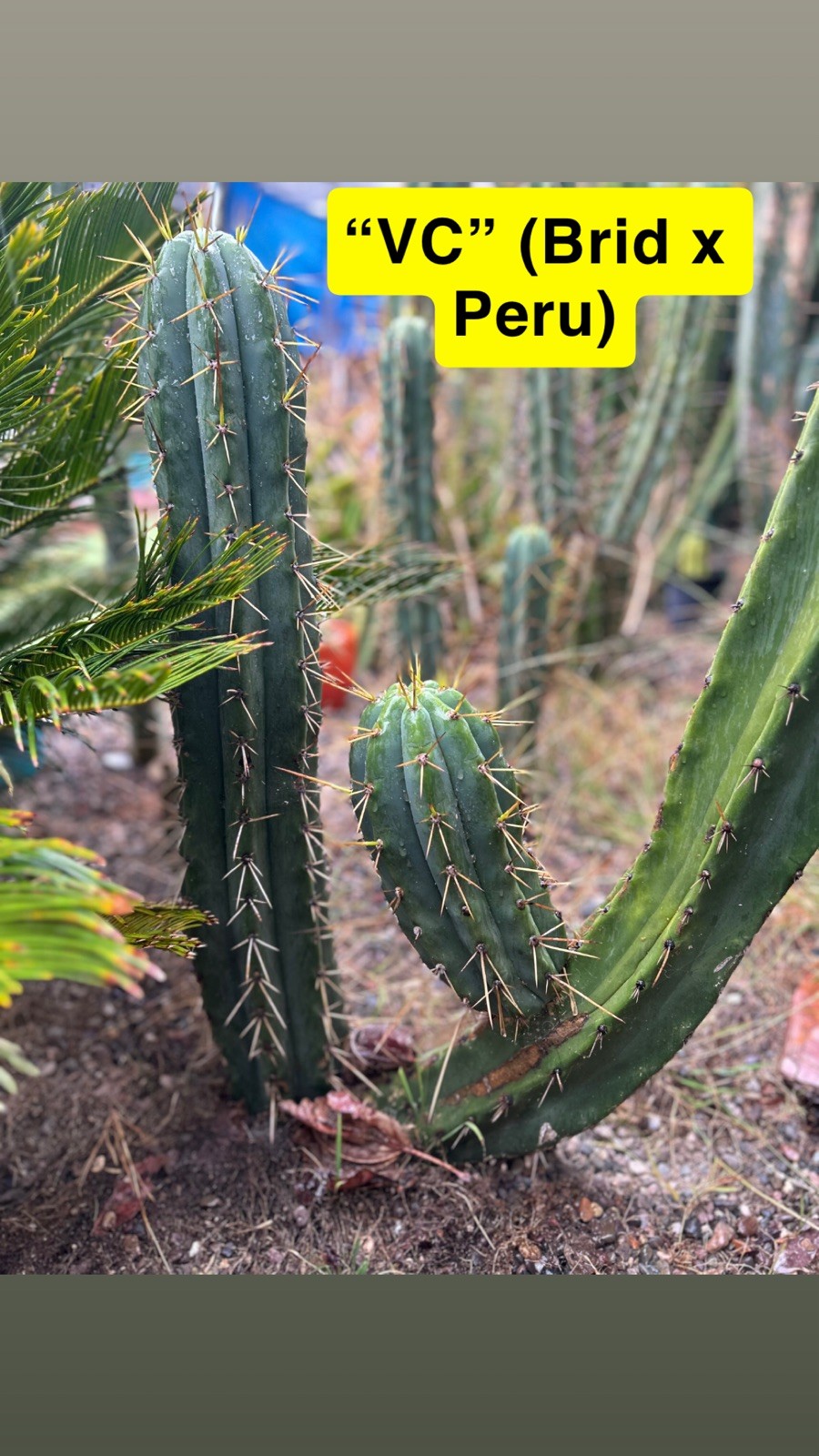 THE FULL PACK! UNIQUE AND RARE T.ECHINOPSIS HYBRIDS.