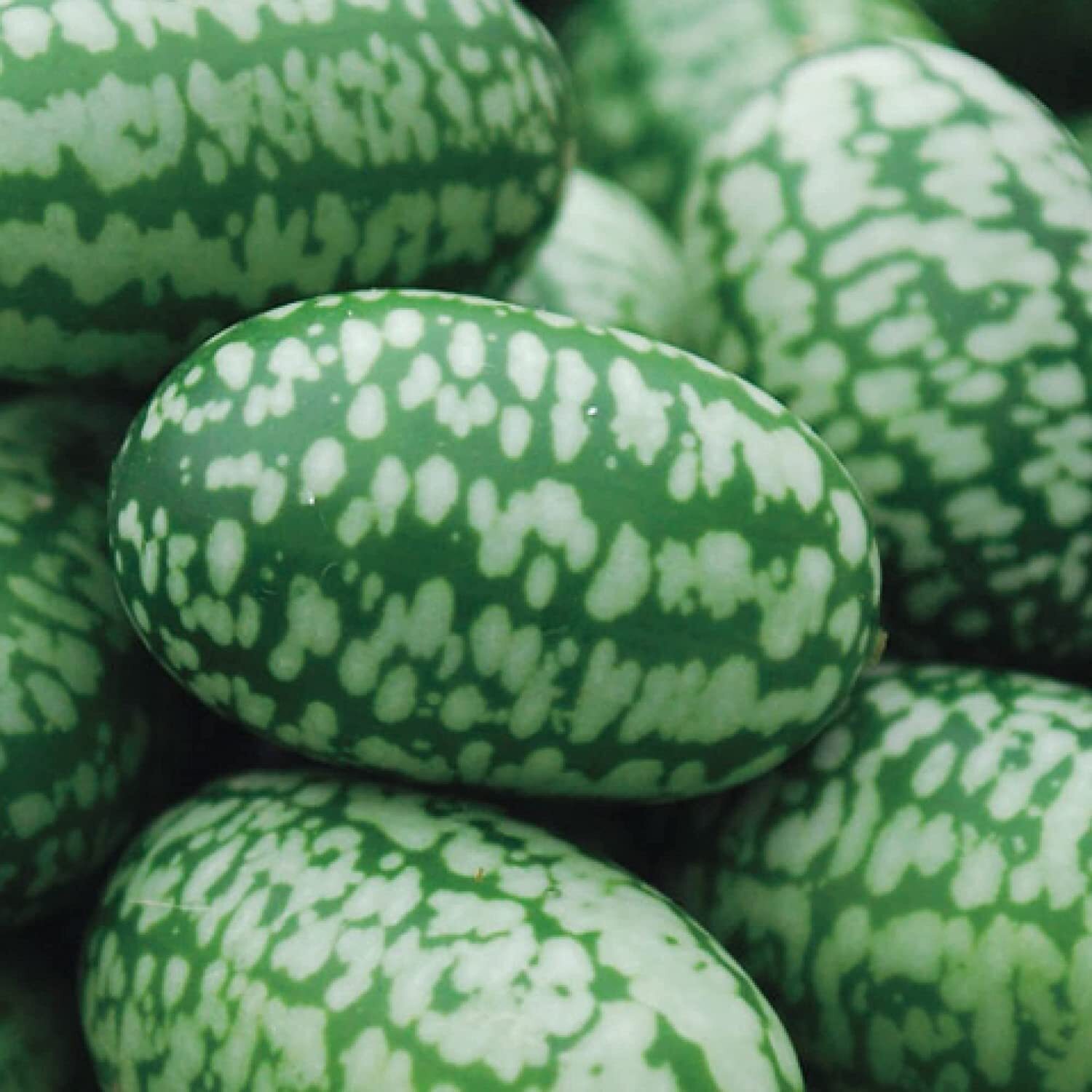 Cucamelon Seeds | 30 Seeds | Grow This Exotic and Rare Garden Fruit | Mouse Melo
