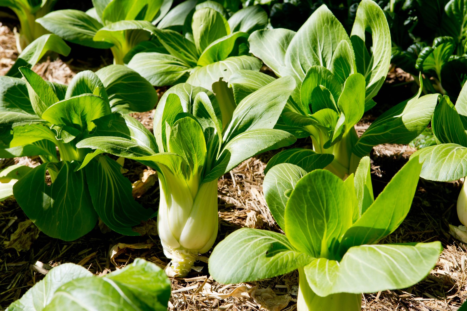2000 CANTON PAK CHOI Bok Choy Chinese Cabbage Brassica Rapa Vegetable Seeds