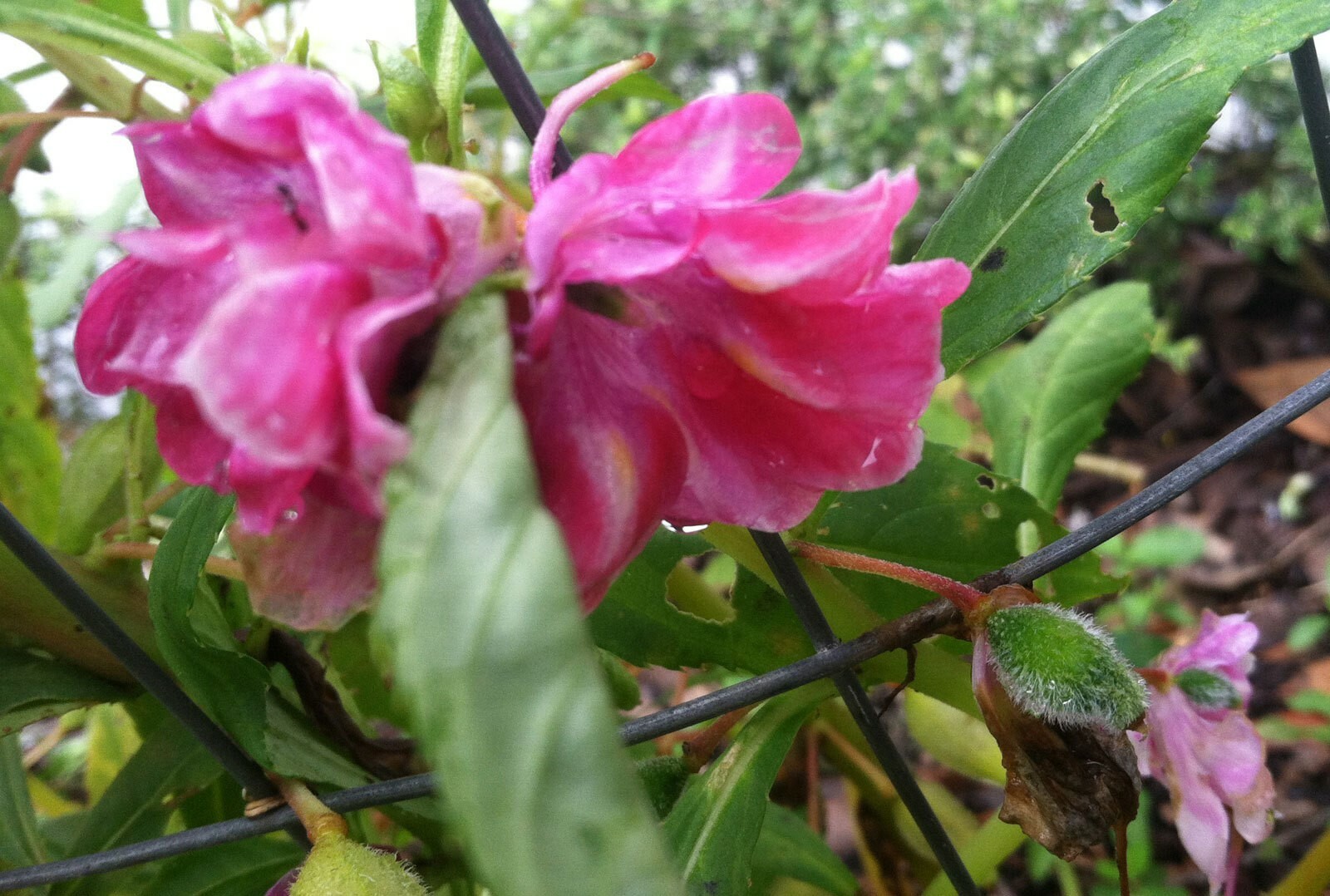 Impatiens balsamina Rose | Balsam | Touch-Me-Not | 10_Seeds