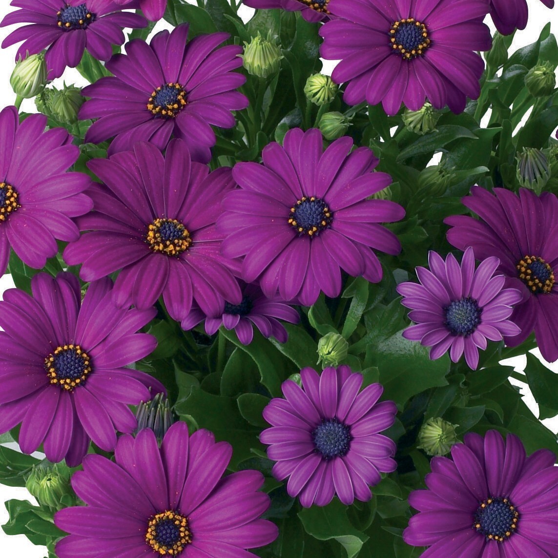 200+ Dark Purple Cape Daisy Seeds for Garden Planting – USA – FREE SHIPPING!