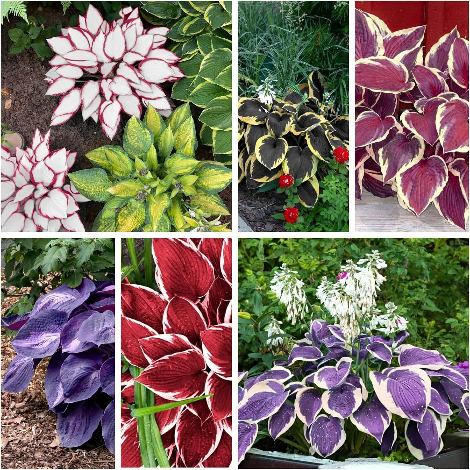 Mixed Hosta Seeds for Planting Purple Black Red Hosta Plant Seeds Perennial Home