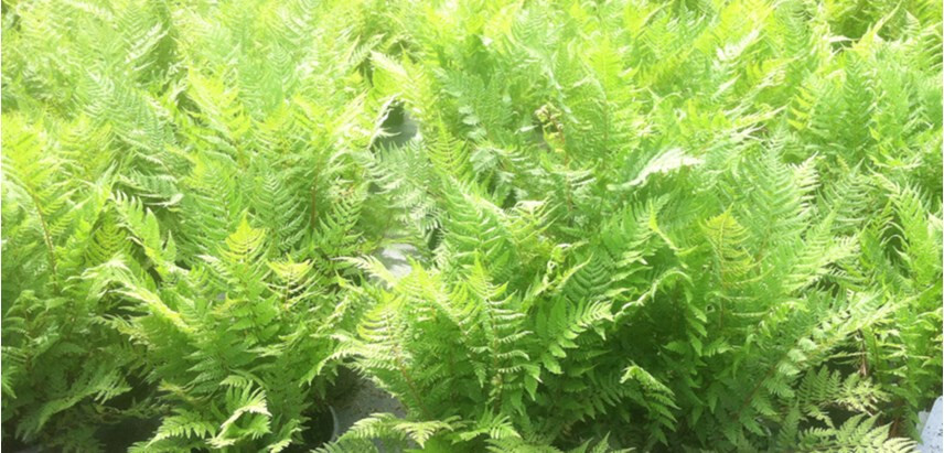 1 Lady Fern Athyrium filix-femina Wildflower garden Dormant Bare root crown
