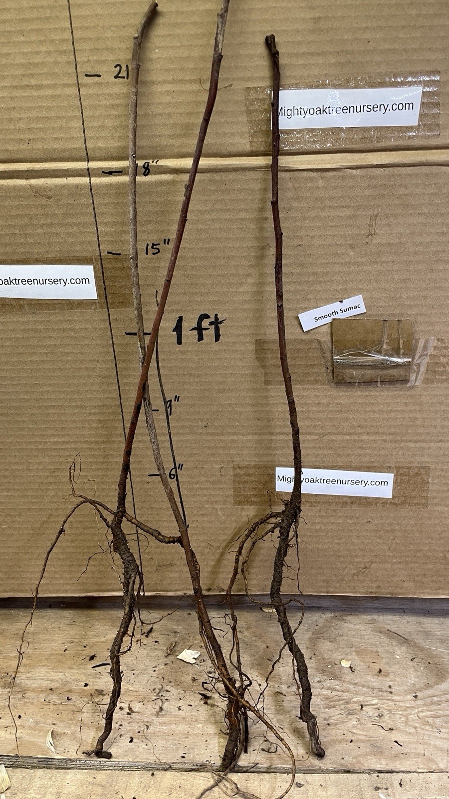Smooth sumac (Rhus glabra) 1-2 year old plant, well rooted