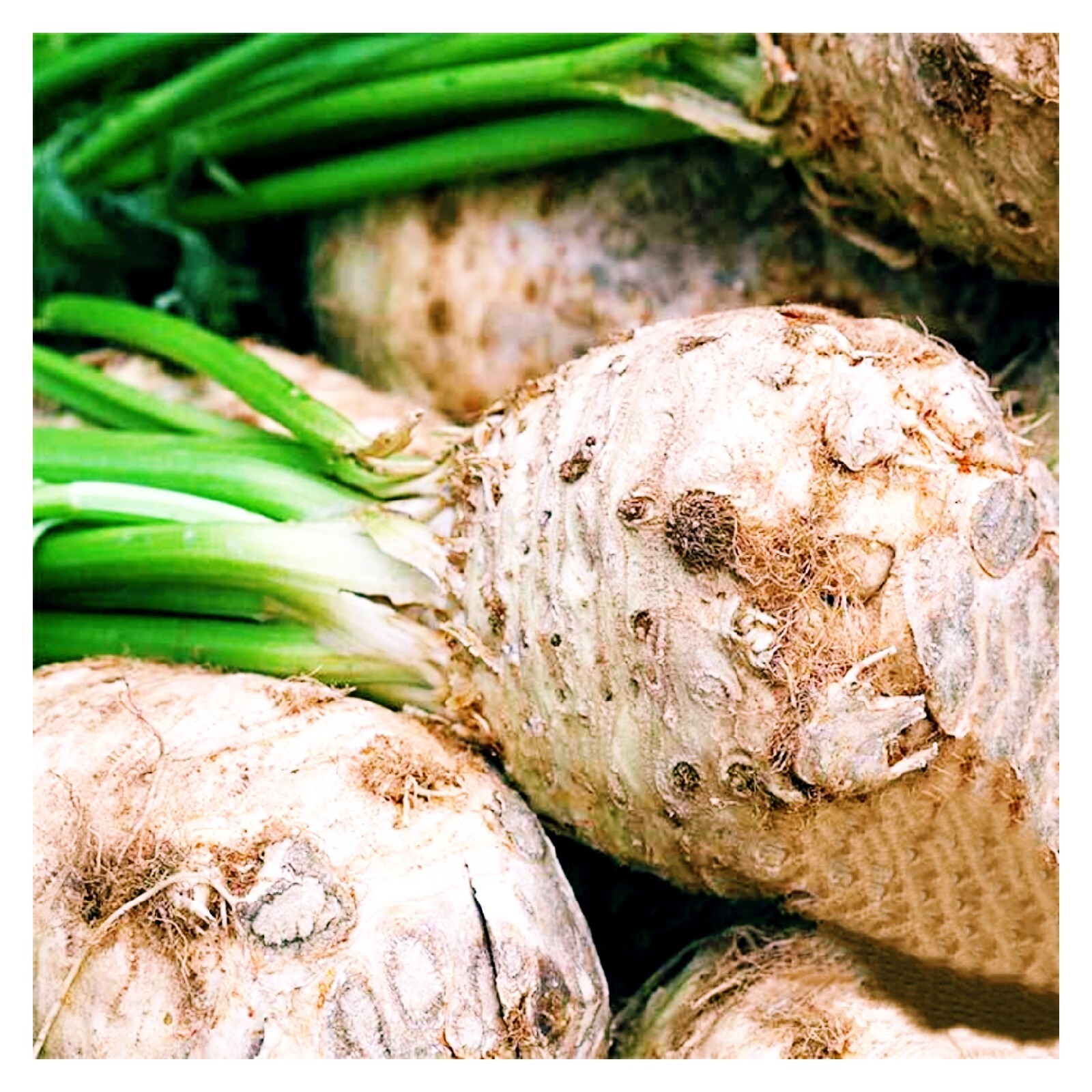 2000+ Celeriac Seeds – Giant Prague Vegetable NON-GMO Heirloom USA
