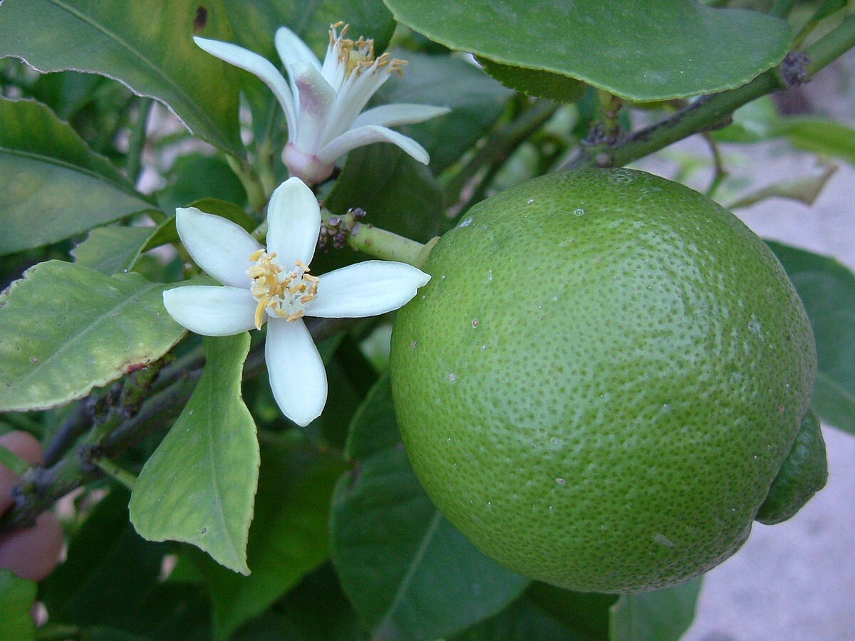 California only!! Persian Lime Tree, 18-36 inches tall, grafted