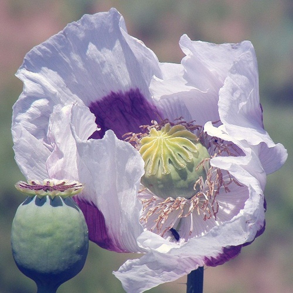 20,000+ Untreated, Organic Tasmanian Papever Somniferum Poppy Seeds for Planting