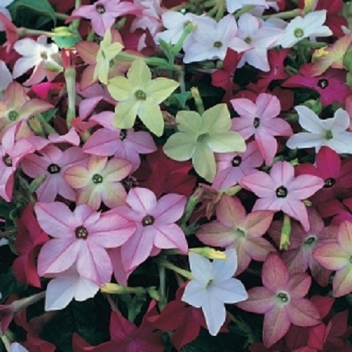 Jasmine Tobacco Seeds Sensation Mix (Nicotiana alata) Heirloom Fragrant Flowers