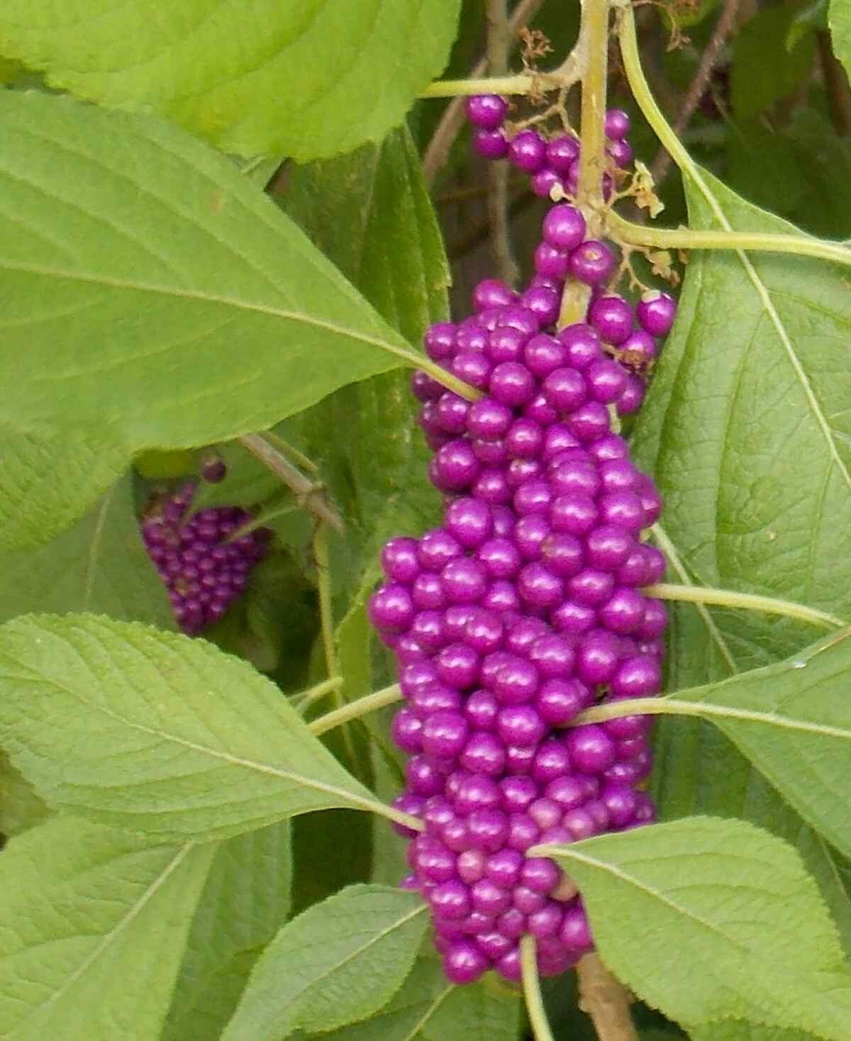 100+ PURPLE AMERICAN BEAUTY BERRY BEAUTYBERRY CALLICARPA AMERICANA ORGANIC SEEDS