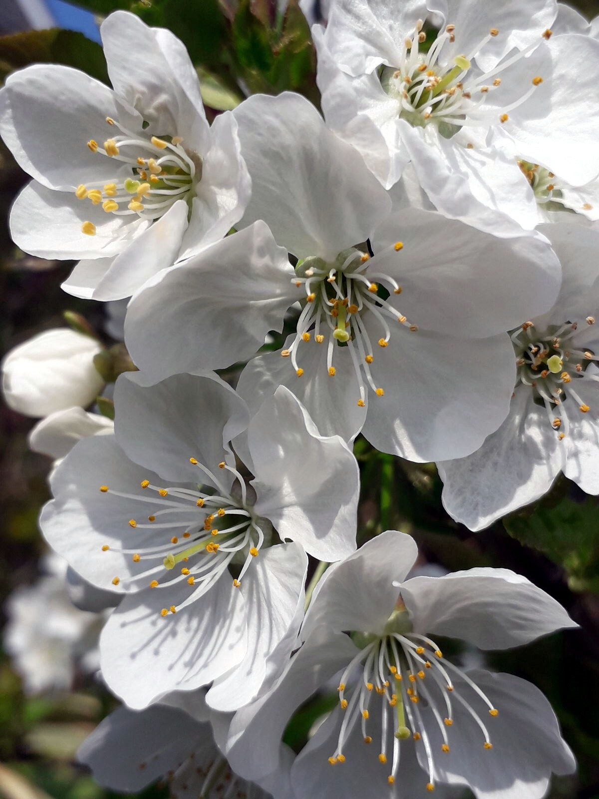 Sweet Mazzard Cherry Tree Seeds (Prunus avium) Edible Fruit, Fast, Hardy-Zone 4