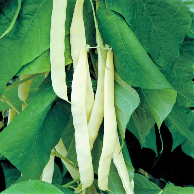 Bai Bu Lao Romano Bean Seeds | Pole Beans White Light Green Flat Roma Seed 2024