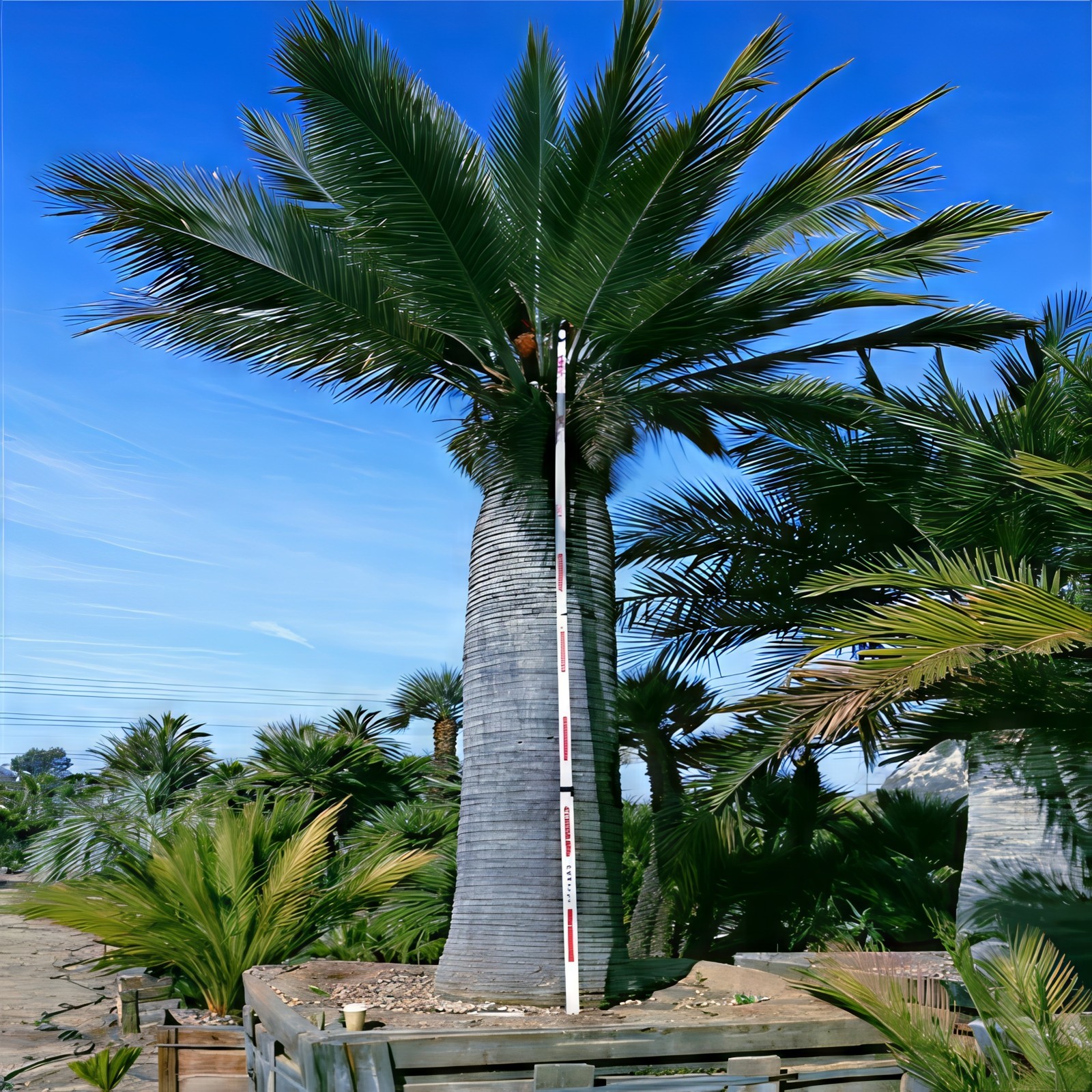 Chilean Wine Palm Tree Seeds (Jubaea chilensis) Largest Palm in World, Hardy-8