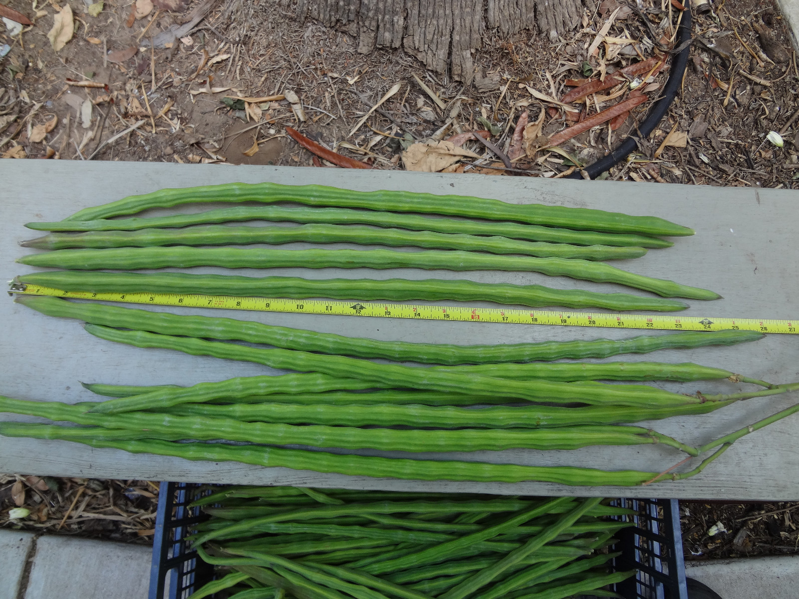 MORINGA Oleifera STX-2 EXTREMELY PRODUCTIVE Best Variety Organically Grown SEEDS