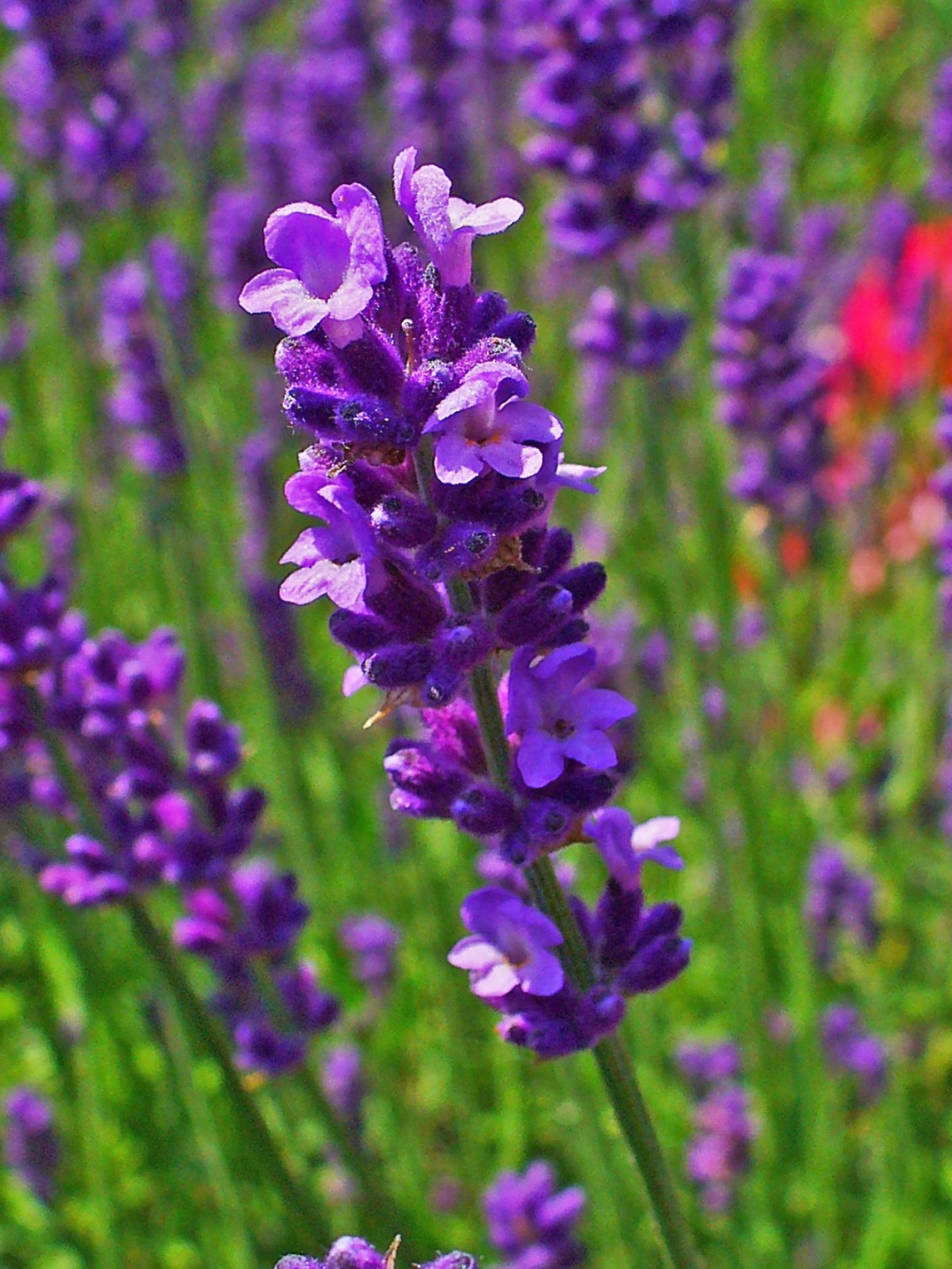 Common English Vera Lavender Herb Flower 200 – 1 Oz Seeds Fragrant Pollinator