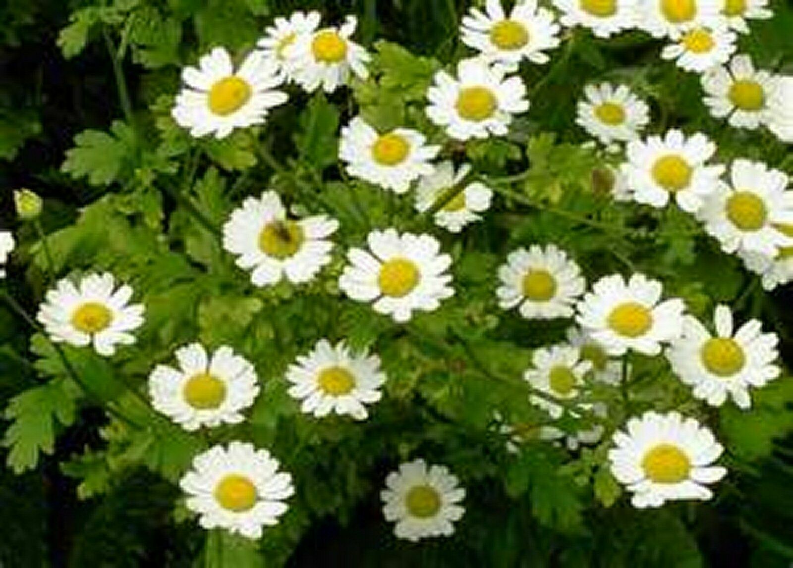 Feverfew (Chrysanthemum Parthenium)- 100 Seeds –
