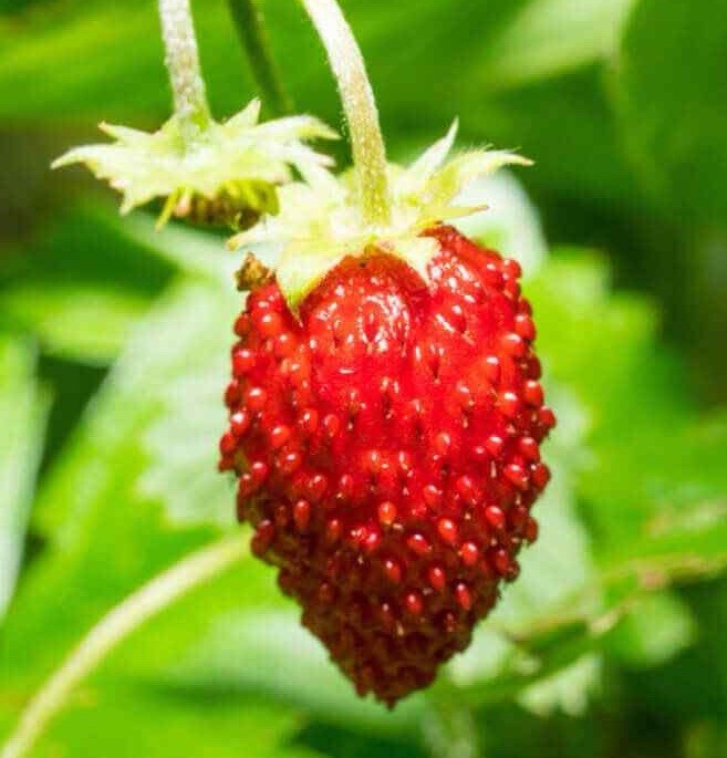100+ Wild Strawberry Seeds – Baron (Fragaria Vesca Baron Solemacher) Groundcover