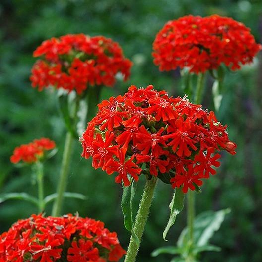 MALTESE CROSS Unique Pollinator Attractor PERENNIAL Summer Cut Flowers 500 Seeds