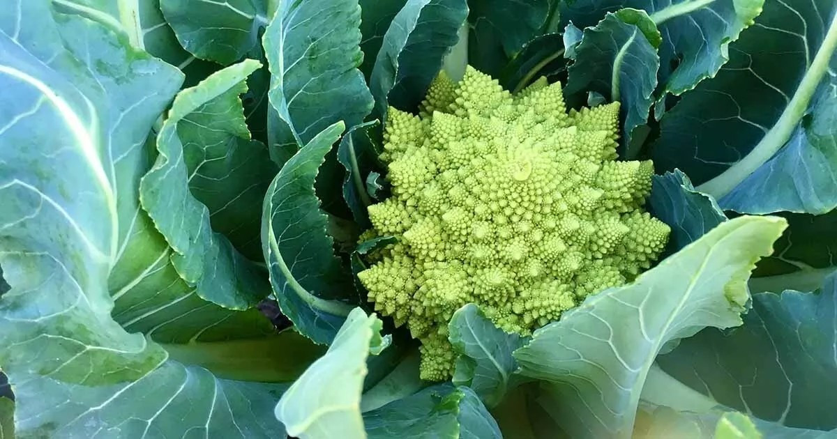 1000+ Romanesco Broccoli Seeds – NON GMO — HEIRLOOM – ORGANIC — FRESH