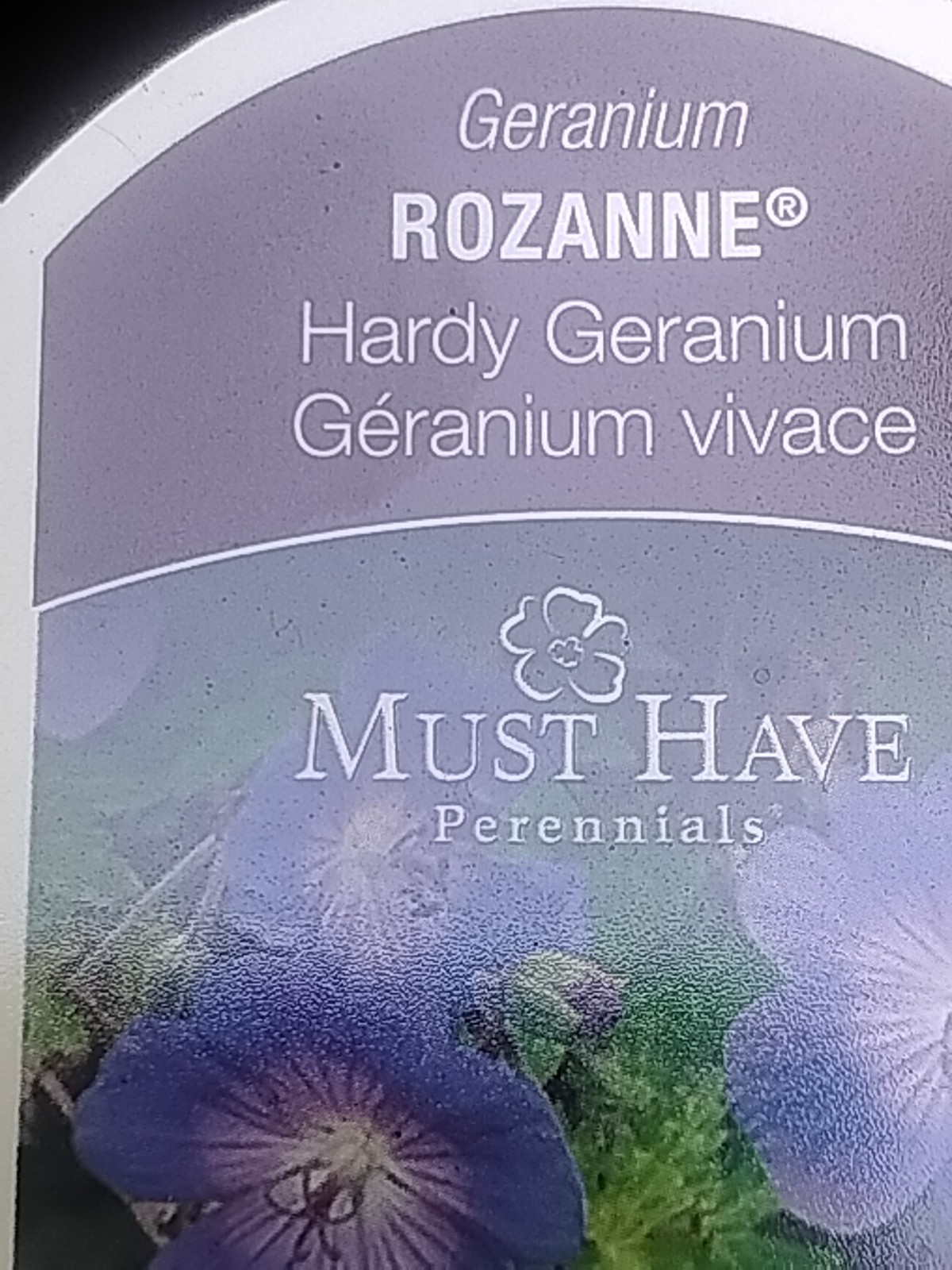 FREE SHIPPING 4 SET ROZANNE HARDY GERANIUM ( CONSIDERED BEST!) LONG BLOOMING