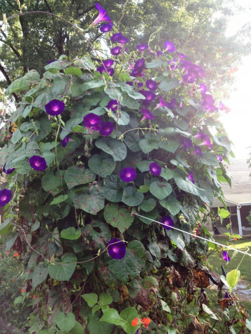 30 MORNING GLORY GRANDPA OTT SEEDS PURPLE FRESH HARVEST FOR 2024 GARDENS
