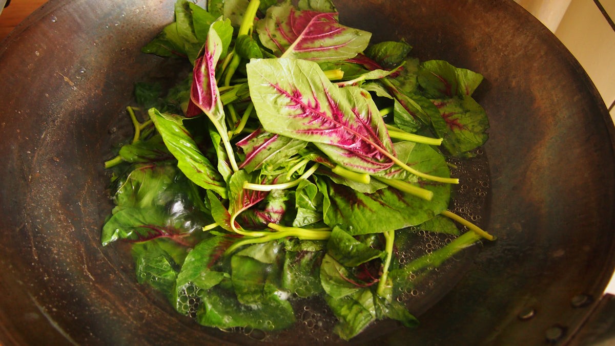 Red Leaf Amaranth | Amaranthus tricolor 苋菜 ऐमारैंथ 아마란스 Xiancai Bireum Tandaljo