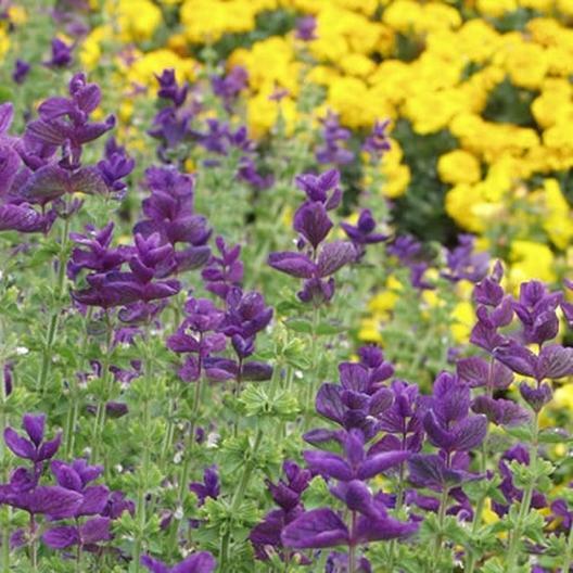 Clary Sage BLUE MONDAY Salvia Perennial Medicinal Sun or Shade Non-GMO 200 Seeds