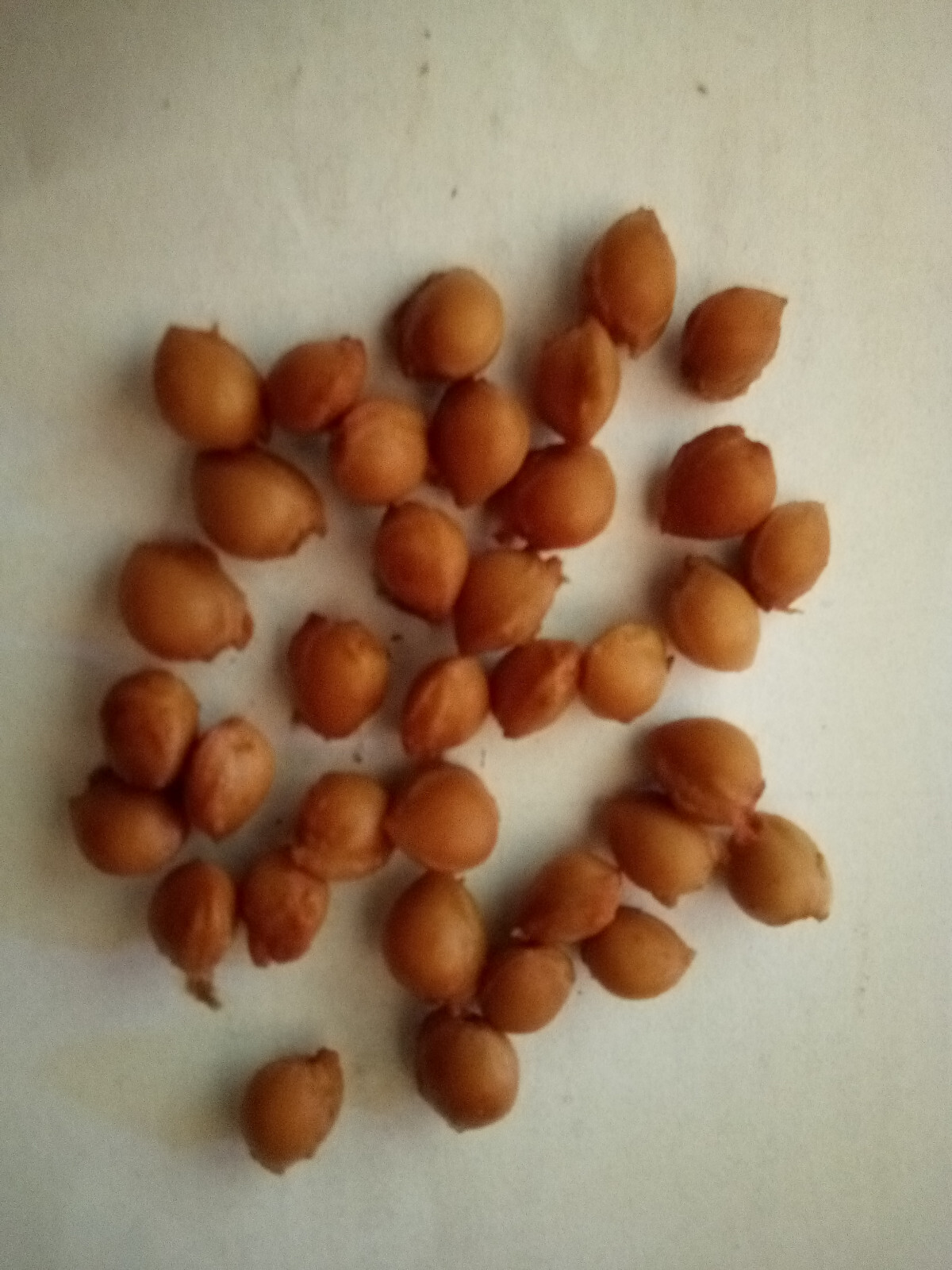 Thity (30) Sour Tart Montmorency Cherry Tree Seeds Pits 2025 Antioxidant Fruit