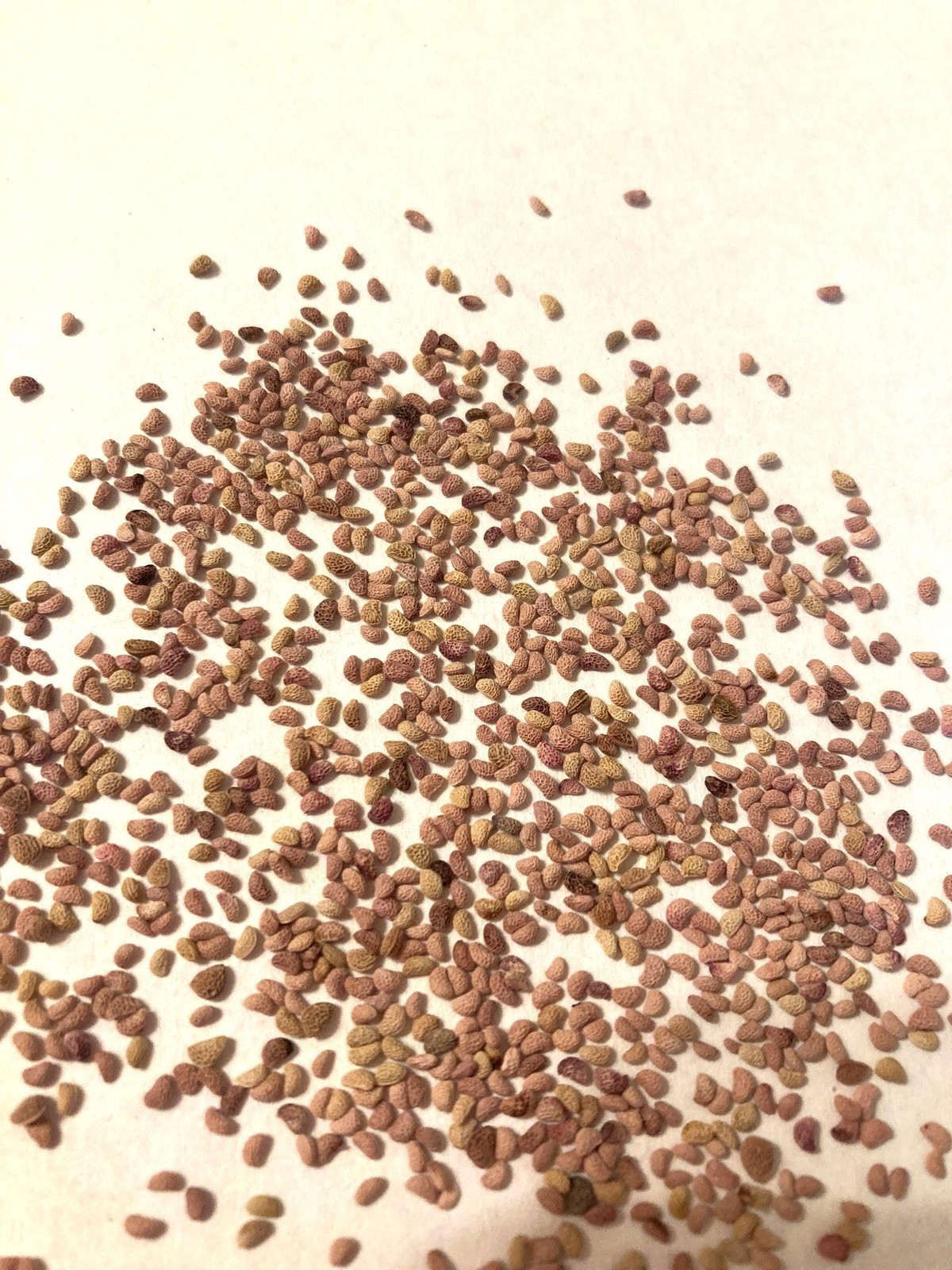 Black Raspberry Seeds (Rubus Occidentalis) Blackcap Raspberry Thimbleberry