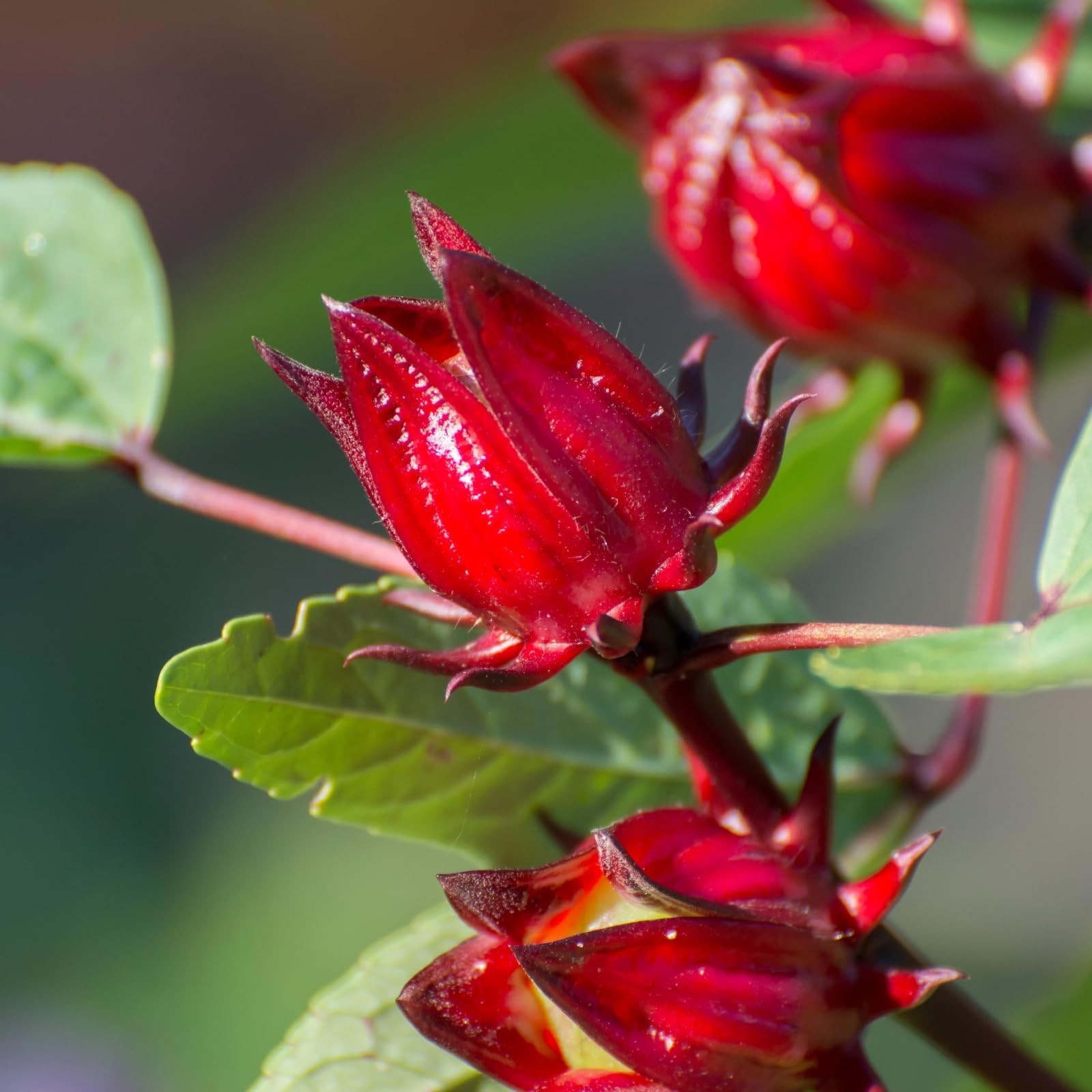 300+ Roselle Seeds – Hibiscus Sabdariffa, Jamaican Sorrel, Red Cranberry Flower