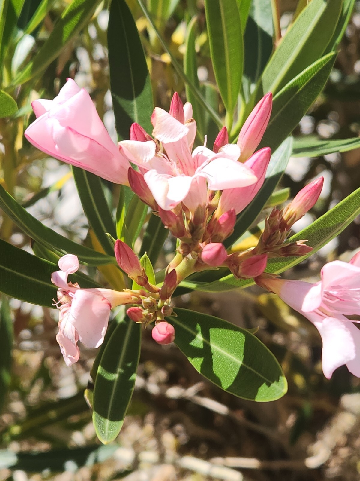 PINK OLEANDER, NERIUM OLEANDER, EXOTIC PLANT TREE (60 2024 Seeds) (08)