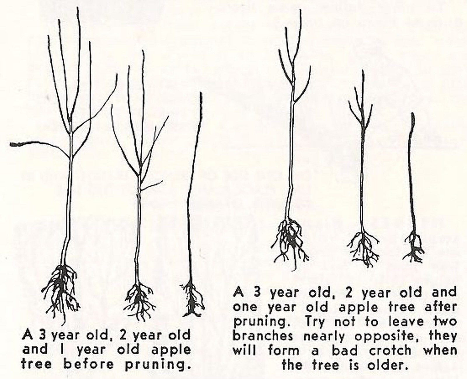 Gravenstein Apple tree grafted 5x5x12 inches pot size 1 year old