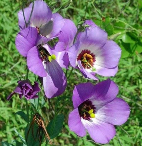 Eustoma grandiflorum | Lisianthus | Prairie Gentian | Texas Bluebell | 20 Seeds