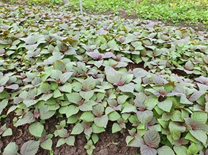 2000 Vietnamese Perilla Seeds – La Tia to – AKA. Shiso Seeds, Perilla