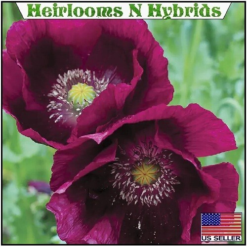 2,500 Authentic Heirloom Lauren’s Grape Non-GMO Papavaer Somniferum Poppy Seeds