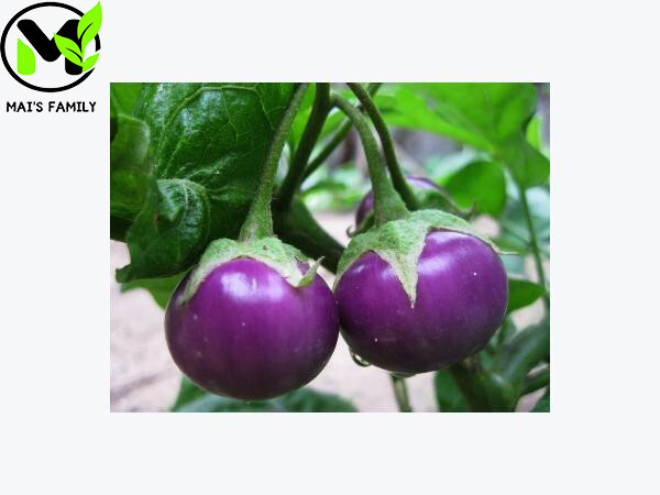 ROUND PURPLE EGGPLANT Seeds , Cà Pháo Tím {Organic}