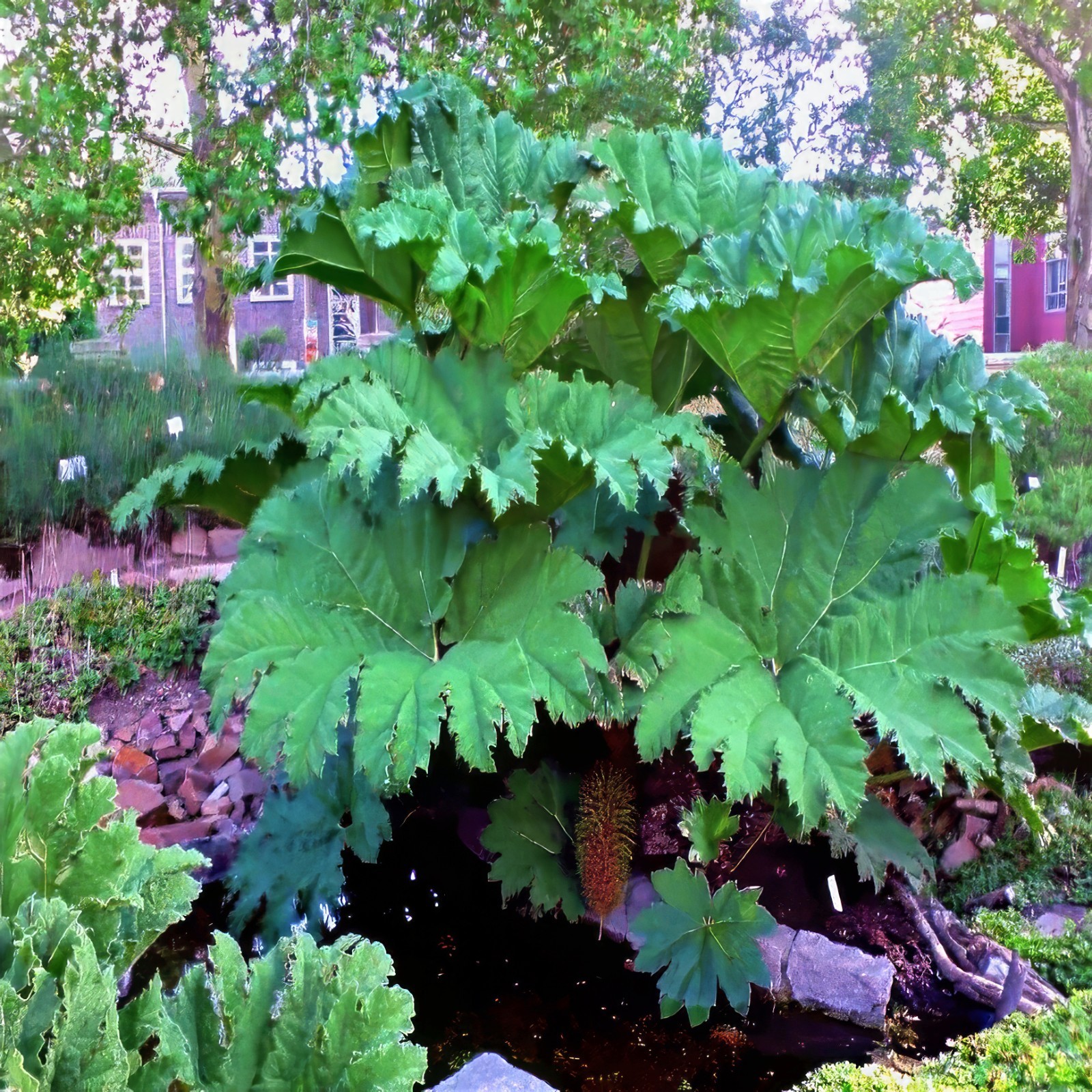 25 GUNNERA MANICATA SEEDS “Dinosaur Food” Giant Hardy Exotic Flower Plant RARE!