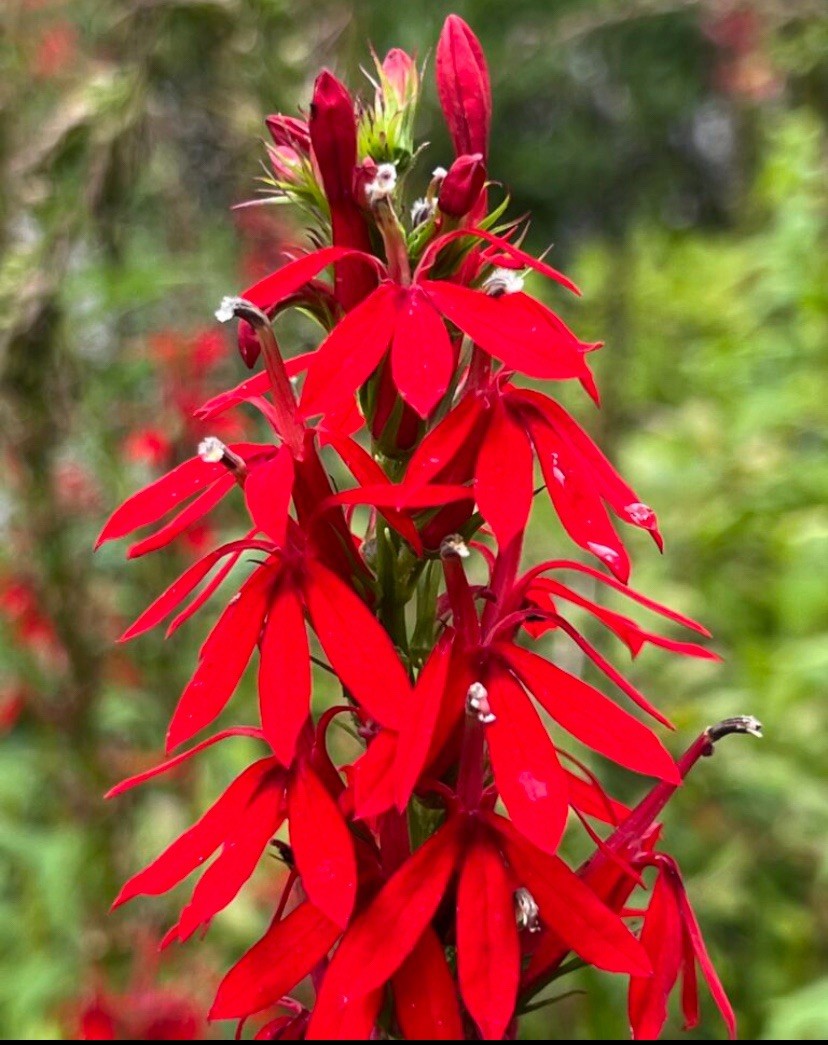 300+ CARDINAL FLOWER SEEDS (Lobelia cardinalis) Hummingbird Plant Perennial USA
