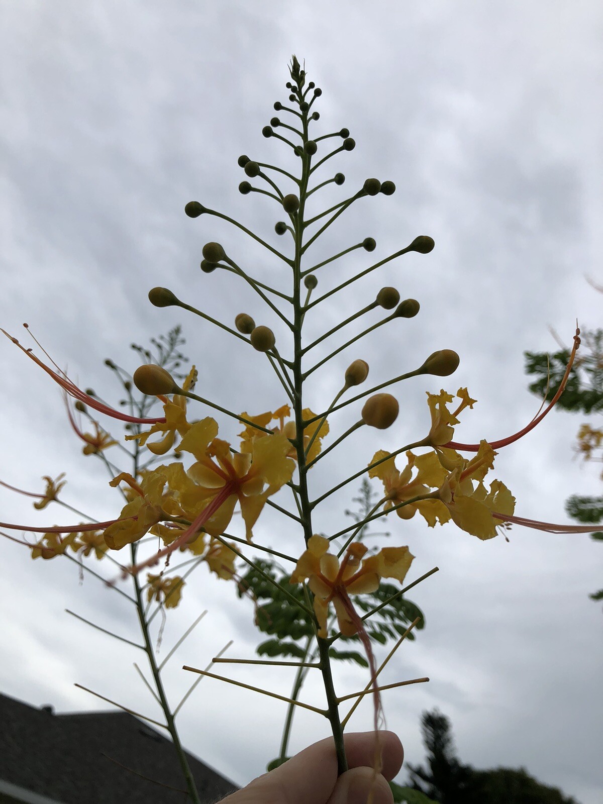 10 seeds Yellow Caesalpinia Pulcherrima PRIDE OF BARBADOS BIRD OF PARADISE