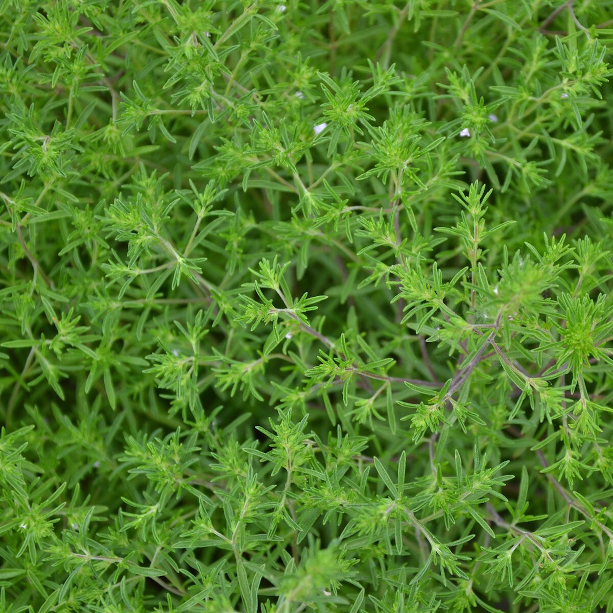1 Oz Summer Savory Herb Seeds – Everwilde Farms Mylar Seed Packet