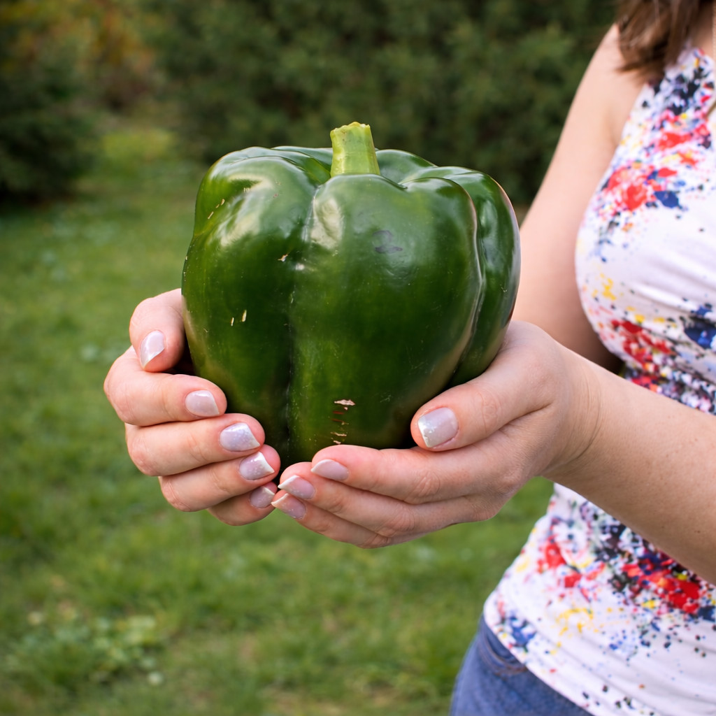 50 Heirloom Emerald Giant Pepper Seeds – Giant Sweet Green Bell Pepper – No Heat