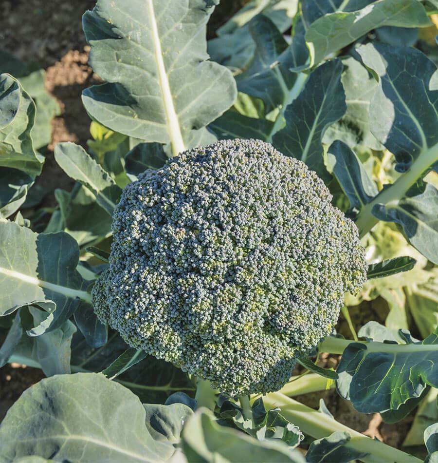 200+ Broccoli Seeds Waltham 29 Broccoli Non GMO Fresh Garden Vegetable USA