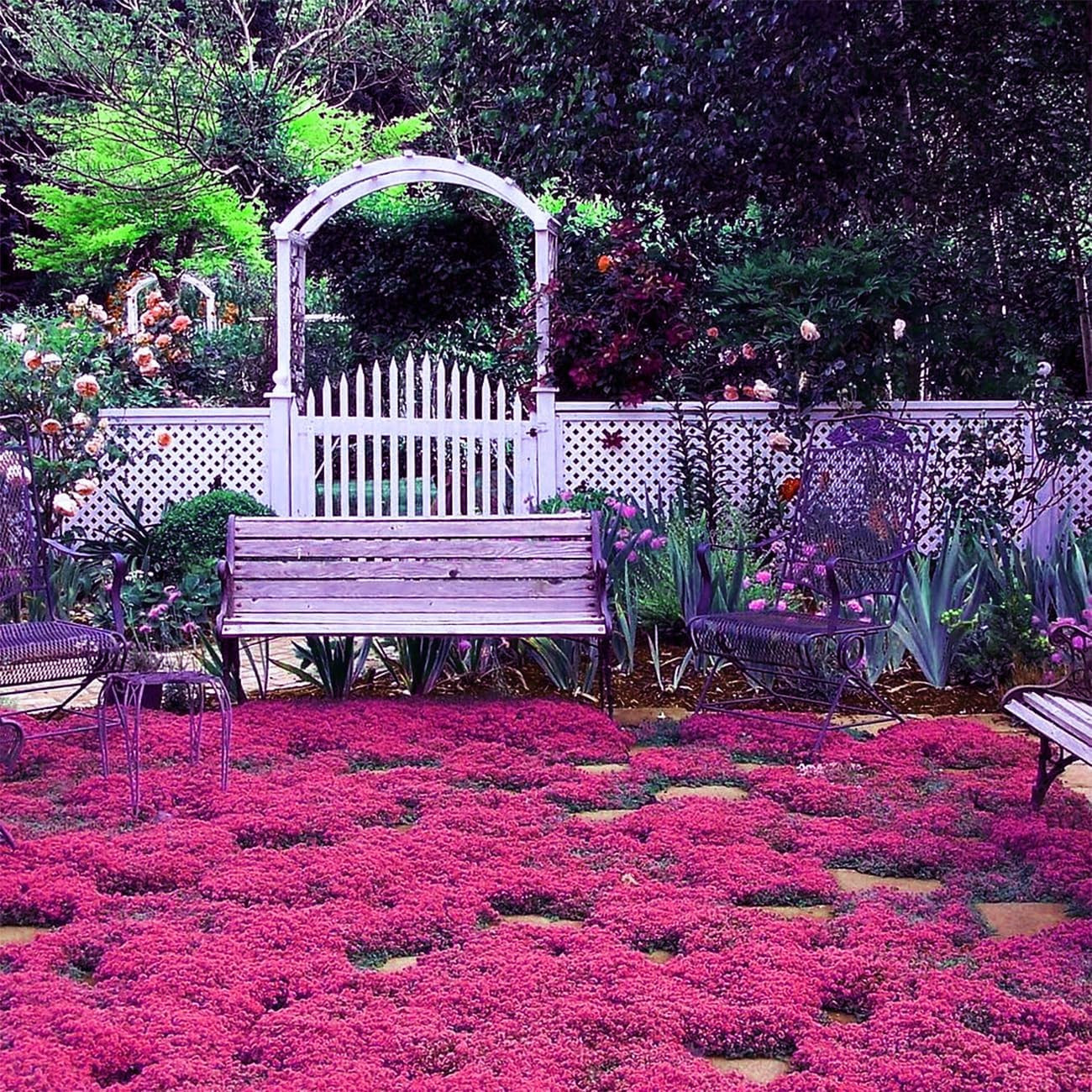 20000+ Magic Pink Creeping Thyme Seeds for Planting Ground Cover Plants Heirloom