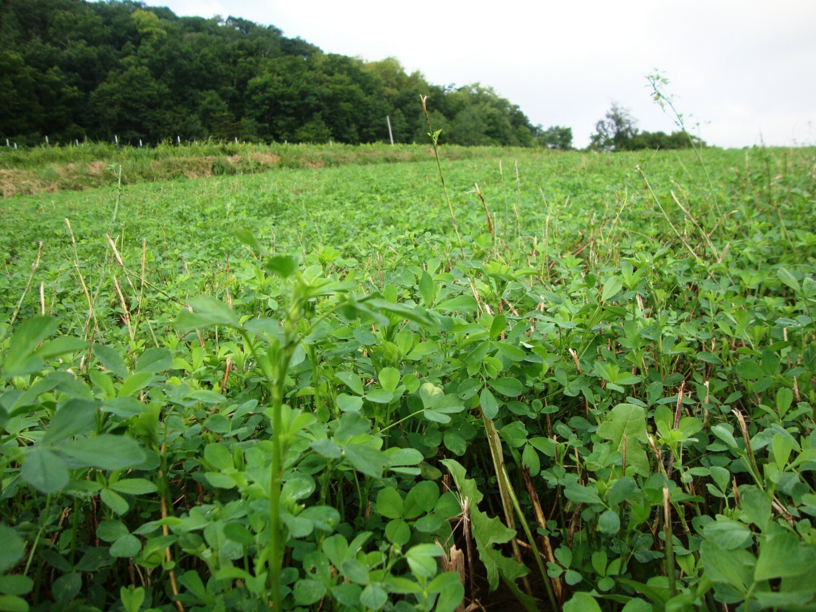 Alfalfa Seed Wildlife plots bee forage 1 lb. Vernal