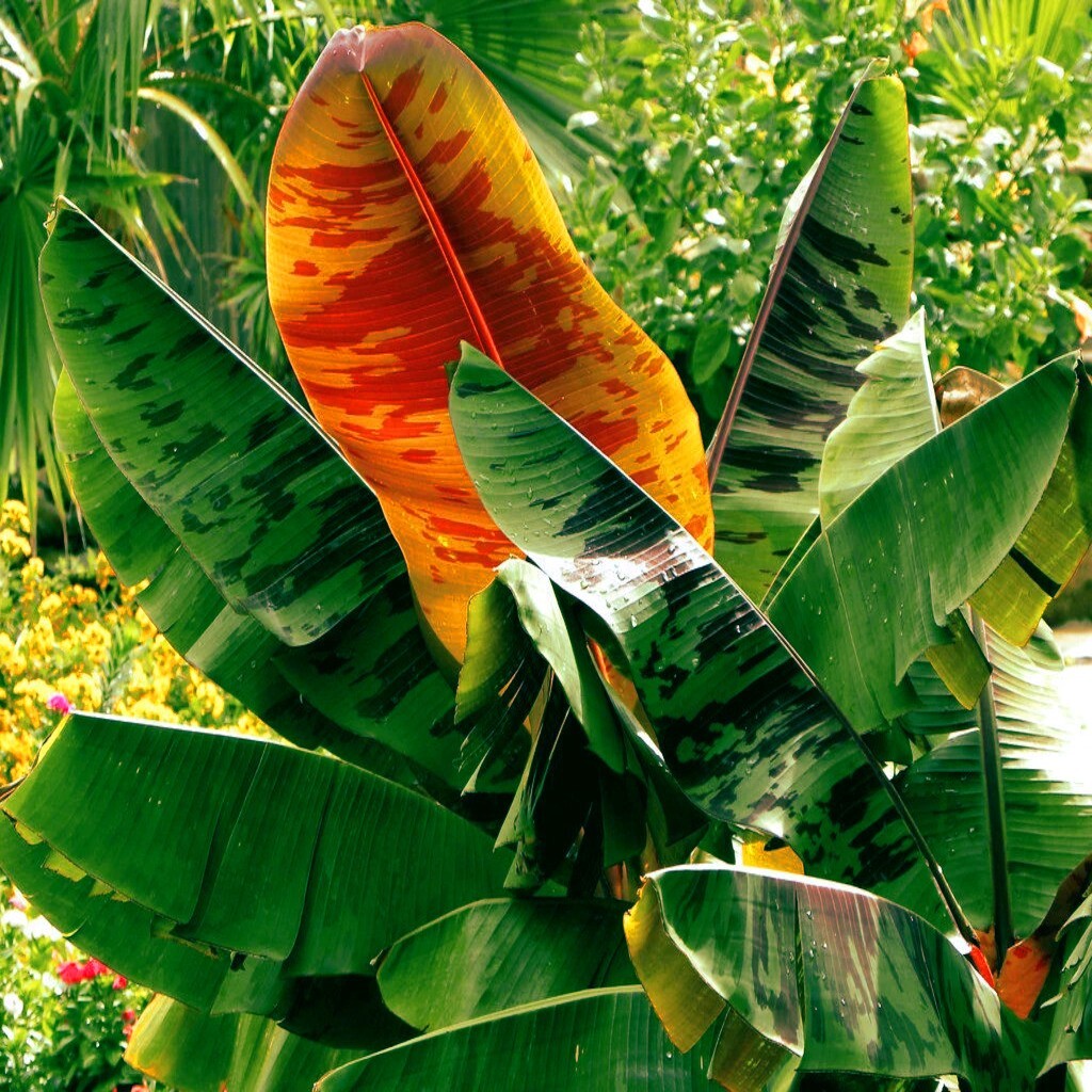 10 Red Tiger Darjeeling Banana Plant Tree Seeds (Musa sikkimensis) Hardy-Zone 5
