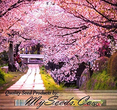 (8) Japanese SAKURA FLOWERING CHERRY Tree Seed – Prunus serrulata Seed