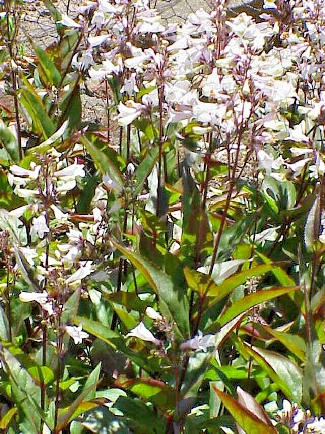 snow white Penstemon digitalis 200 seeds beardtongue, wildflower, EZ to grow
