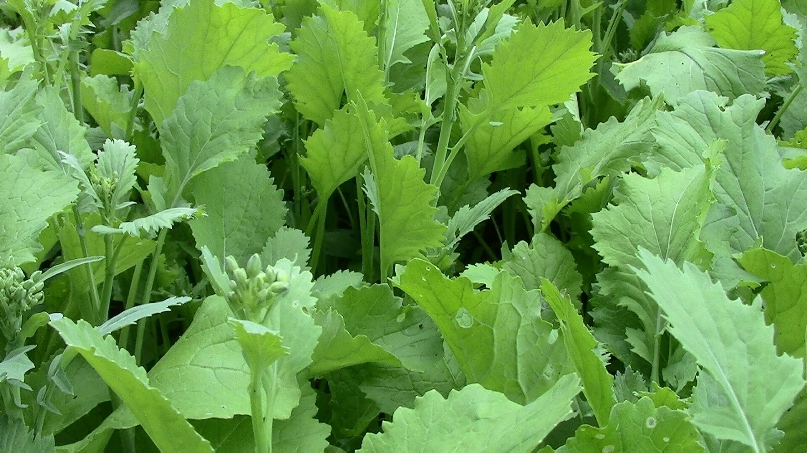 400+ Broccoli Raab Seeds | Early Spring Rapini | Rabe | rapa | broccoli Asparago