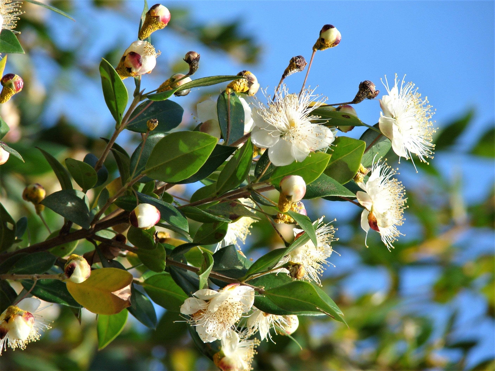 20 TRUE MYRTLE Myrtus Communis White Flower Edible Blue Berry Fruit Shrub Seeds