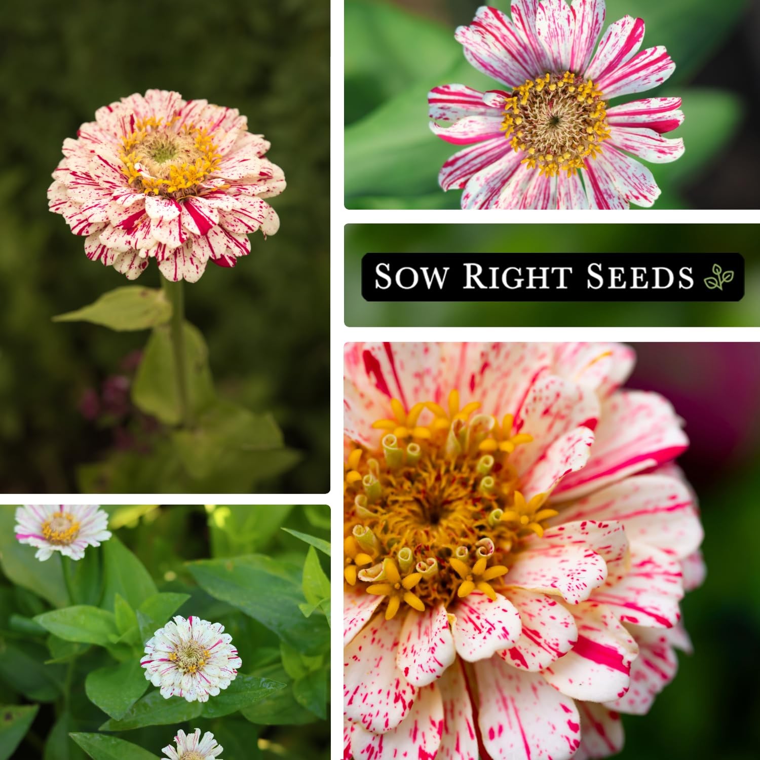 – Peppermint Stick Zinnia Seeds for Planting – Non-GMO Heirloom Packet to Pla…
