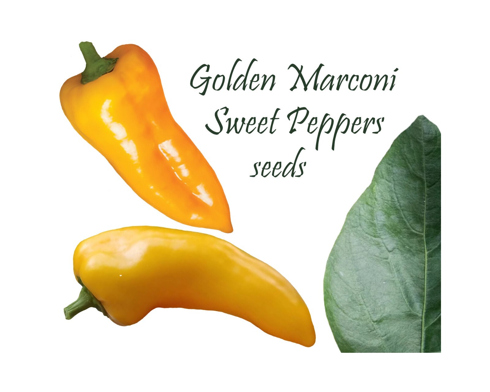 Sweet Golden Marconi Peppers. 50 Seeds. Heirloom. High yielding drought tolerant